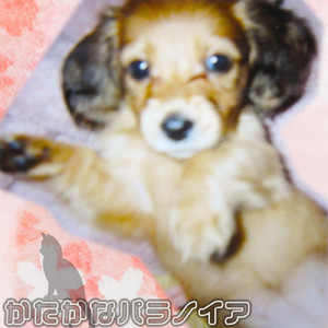 黒猫、町を往く