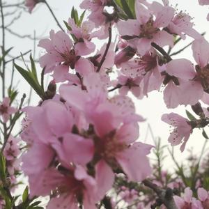 《给微信朋友们的歌》