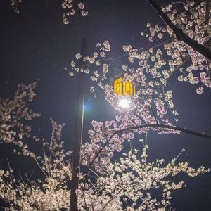 琴师（七夕单身狗纪念）