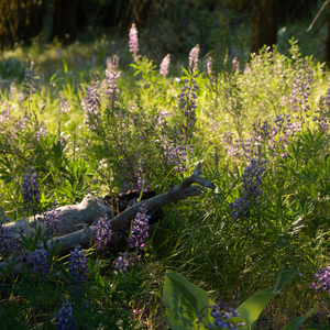Wildflowers at the Snowline