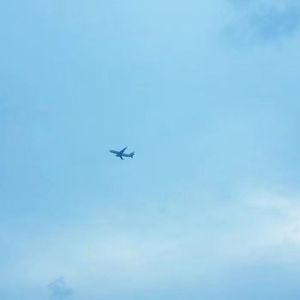 紫罗兰开满枝桠