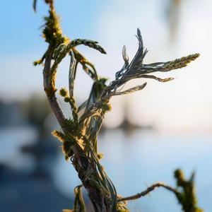 当真诚被耗尽 （摇摆版）