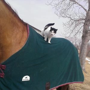 Muévete Como Quieras