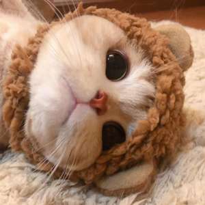 冷不霁-如果没有甜甜的恋爱那麻烦给我一份原味的谢谢(*｀▽´*)（sy remix）