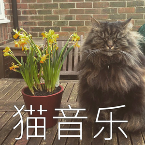 平静的挪威猫咕噜声