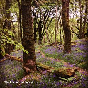 The Enchanted Forest