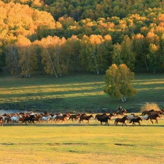 爱在羊茸山水间