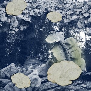 Dissimilar Flair for Cambodian Ephemerality