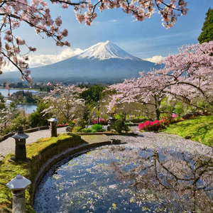 心の慰め
