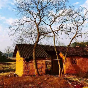 孤独症患者的午夜情书