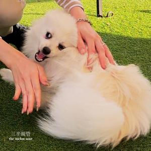 三半規管