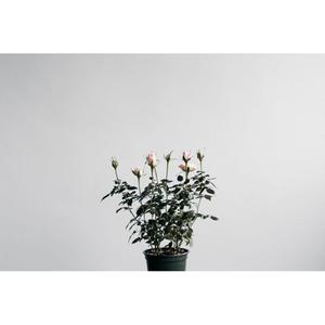 머물던 자리에는