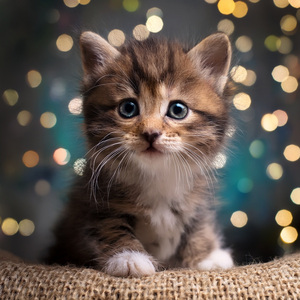 Persiguiendo Sombras