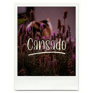 CANSADO