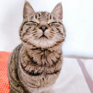 《未说出口的爱》 伴奏