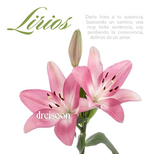 Lirios