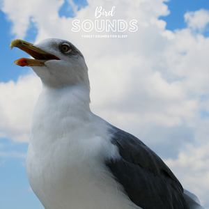 Birdies