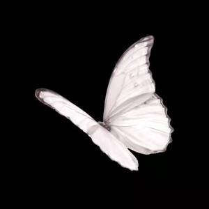 遇见你时所有星星都落到我头上