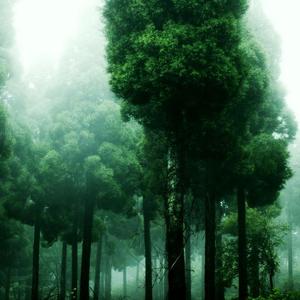 初夏微雨的夜晚-猫猫的六月记忆