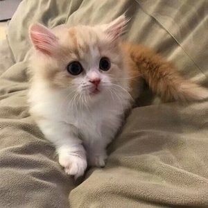 心动是免费的 心碎也是