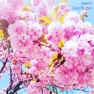 Aya Iseki (Cherry Blossom)