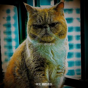 有趣可爱的猫情怀