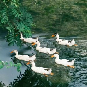 咿呀你（伴奏）