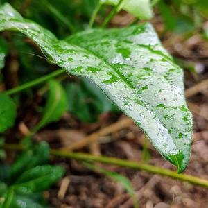 Rain On A Sunny Day INST