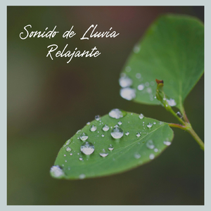 Sonido de Lluvia Relajante, Pt. 08