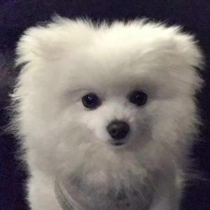 幻听（cover 隔壁老樊）（翻自 隔壁老樊）