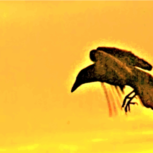 Thatched Roof Cottage