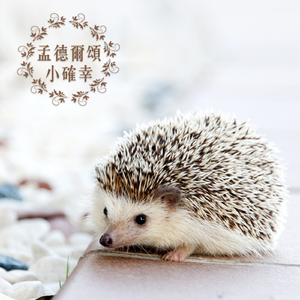 E小调小提琴协奏曲作品，Op. 64，第一乐章：激情的快版