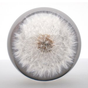 Pusteblume