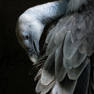 Vulture