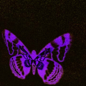 燕尾蝶（AGEHA）