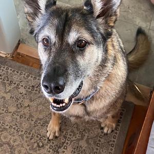 Bertha the Bus Driver