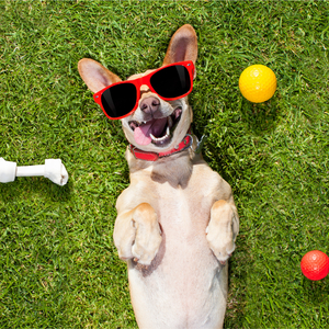 One Squeaky Toy Only (Sound Effect)