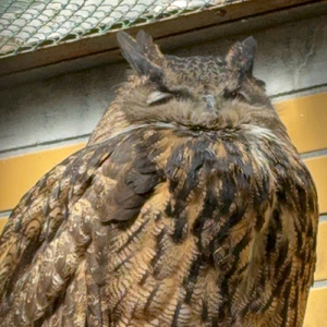 不壊の誠 虎徹