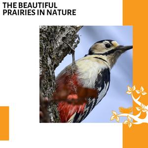 Peaceful Forest Fire Sound