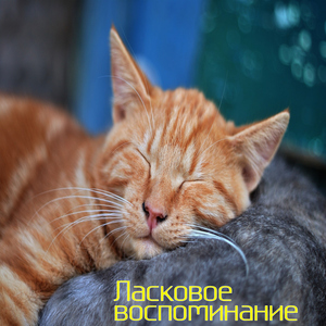 Сияющая ночь