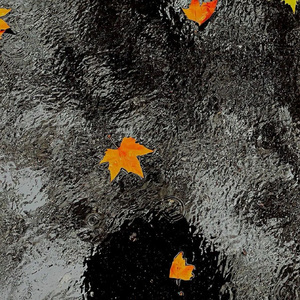 雨过后的风景（热播版）