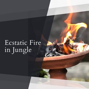 Early Morning Jungle Ambience