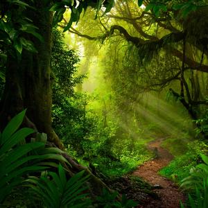 Meta Jungle