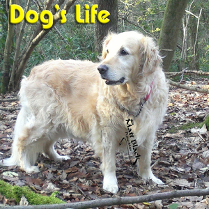 Dogs Life