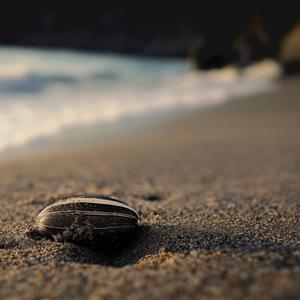 Çit çit çitle beni