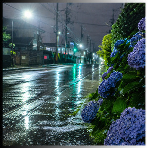 紫陽花
