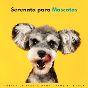 Lava Tus Preocupaciones Con Lluvia