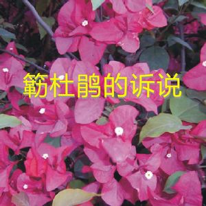 《簕杜鹃的诉说》