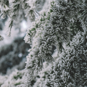 Frost