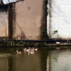 如果错过了末班车我只能走路回家